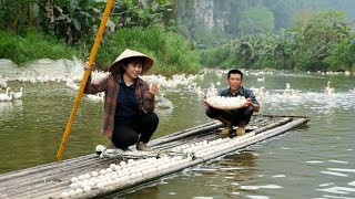 Harvesting eggs from 2,000 natural stream ducks, Ly and Dad's simple joy | Daily Life