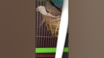 finch finding a nest finch breeding 🪹🐣..... #shorts #short #birds #yt  @birdslover915 @Petsman0