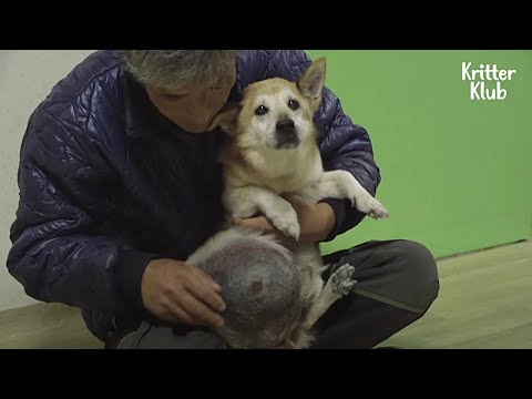 فيديو: ورم في الكلاب