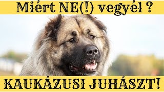 Miért NE(!) vegyél Kaukázusi Juhászkutyát, ha kezdő kutyás vagy?