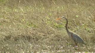 Blue Heron Bird in a Marsh | FREE NATURE STOCK FOOTAGE