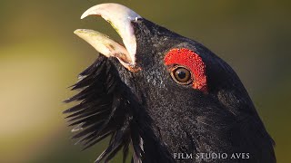 Wood Grouse (Tetrao urogallus) - Bird of 2020 | Film Studio Aves
