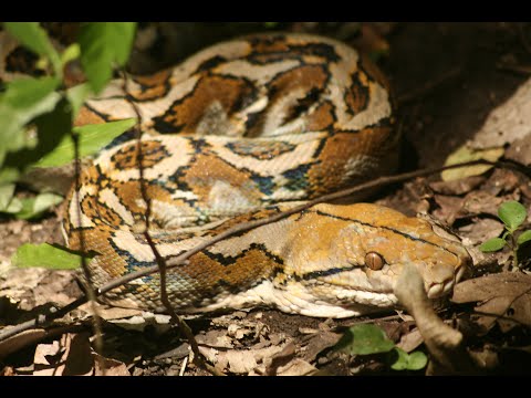 Reticulated python climbing a tree