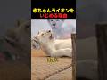 赤ちゃんライオンをいじめる理由