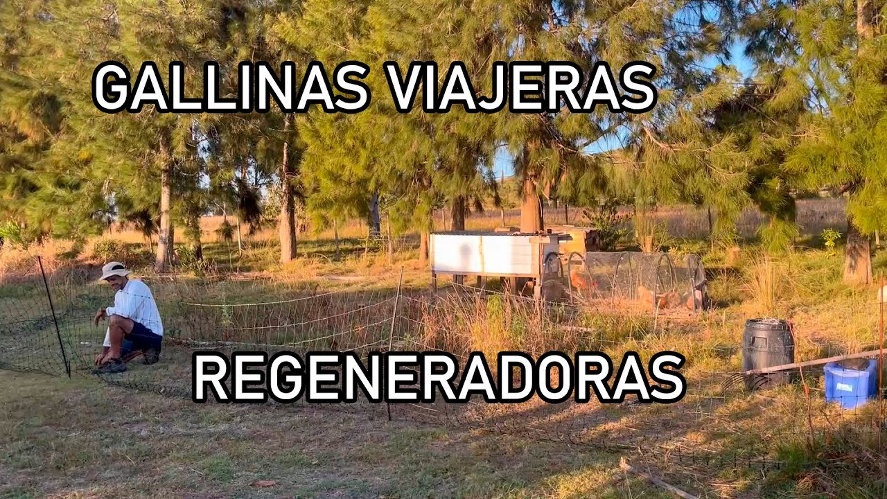 GALLINAS FELICES - Viajeras & Regeneradoras, Permacultura Uruguaya
