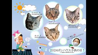 保護猫の楽園　月17日の無人ライブ　夜のポンハウスの社員達