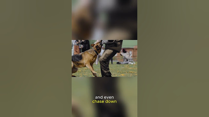 Sergeant Stubby – The Dog Who Became a Soldier #usa #storytime