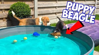 Beagle Puppy Falls in the POOL!