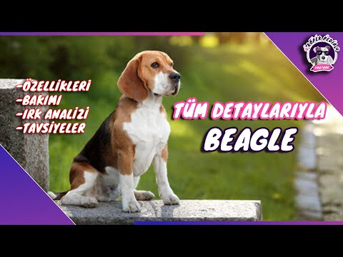 Video: Boxer Yavru Köpekleri Eğitmenin 4 Yolu