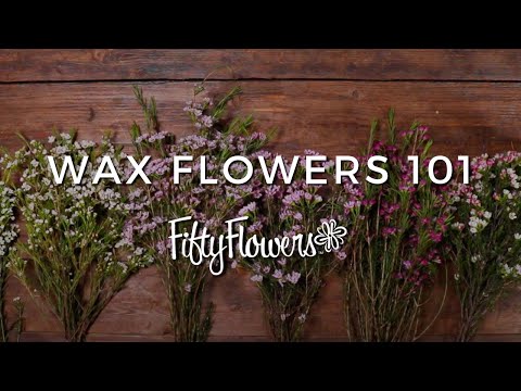 Wax Flowers 101