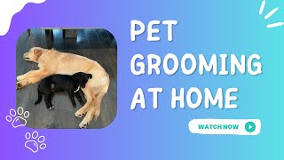 IvittyPet - Pet Grooming Vacuum for Dogs by Pixton Pets & Adventures 68 views 10 months ago 1 minute, 54 seconds