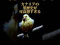 炭鉱のカナリアというカナリアにとって大迷惑な歴史 #都市伝説 #カナリア #炭鉱のカナリア