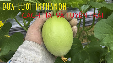 DƯA LƯỚI INTHANON - Hướng dẫn cách tỉa quả, tuyển trái dưa lưới chuẩn 100%
