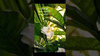 How to take best macro photos in pro mode