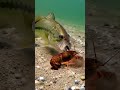 ルアーを咥えながらザリガニも食べようとするブラックバス 水中映像 #film #wildlife #bassfishing