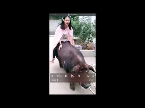 a-hilarious-trend-in-china-due-to-the-year-of-the-pig