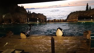 Lunar New Year at SWSD|Orca Encounter(Behaviors Only)|Fireworks