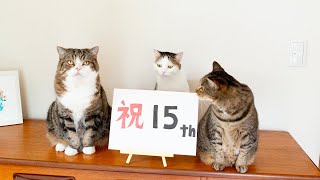 １５周年なねこ。-15 year anniversary video of Maru&Hana&Miri.-