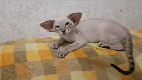 Video 803391: siamese tabby kitten, siamese oriental kittens, tabby point siamese, sweet siamese kitten, color siamese