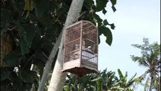 SUARA BURUNG PRENJAK SAWAH HANDALAN ARIF CHANNEL