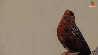 Strawberry finch song red avadavat song in aviary Karachi Birds
