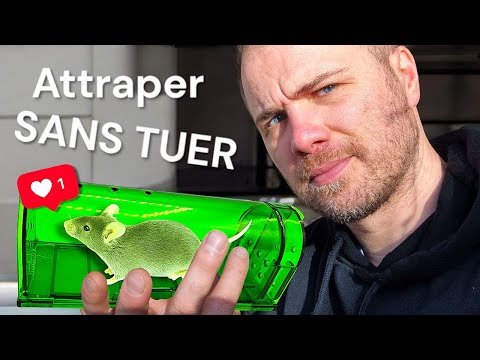 Attraper des souris vivantes : mes pièges filmés en maison