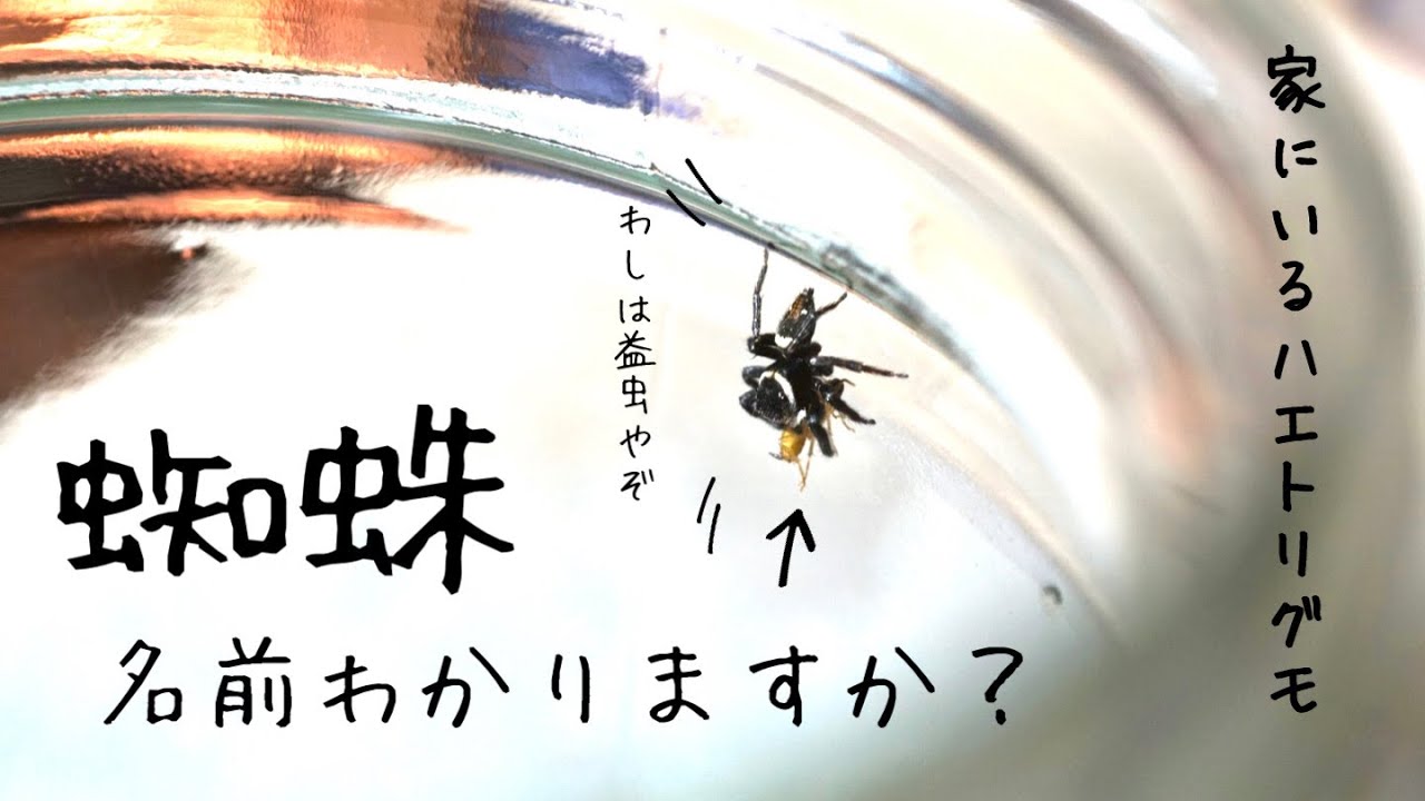 奇虫飼育 室内によく出てくる黒い小さいクモを捕まえて飼育しています ハエトリグモ Youtube