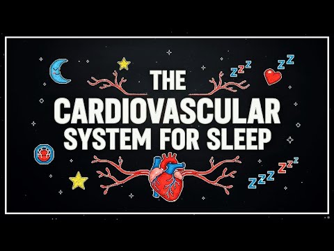 Anatomy and Physiology: The Cardiovascular System for Sleep - Complete Heart &amp; Blood Course