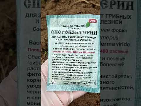 ТЕПЛИЦА БЕЗ ХИМИИ!