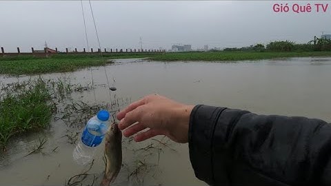 Câu Cá Bằng Chai Nhựa Thật Thú Vị/Fishing With Plastic Bottles Very Interesting.
