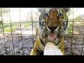 Snacks and Medications For Big Cats