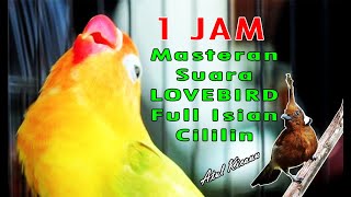 1 JAM MASTERAN SUARA LOVEBIRD ISIAN CILILIN FULL MANTAP!