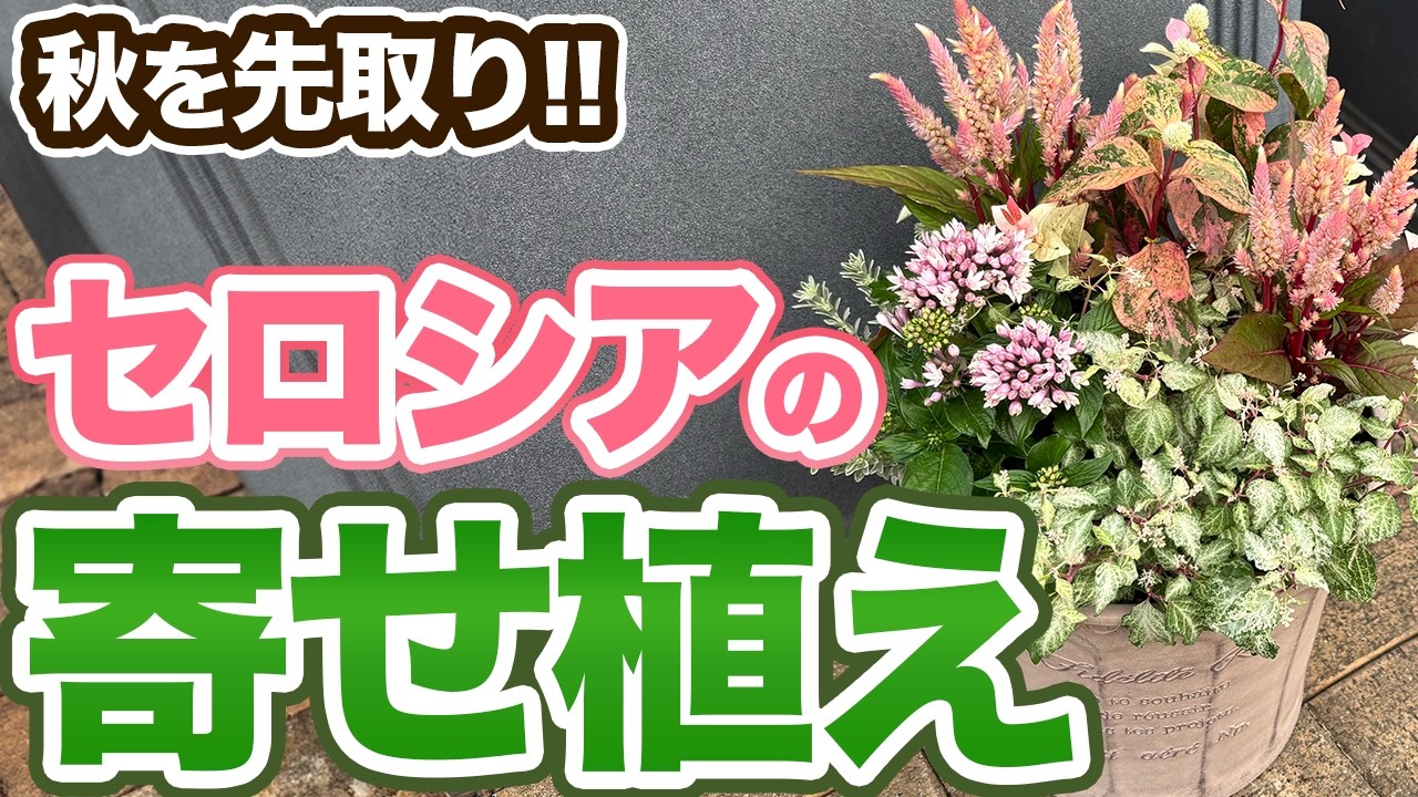秋に映える！セロシアとペンタス・カラーリーフを使った寄せ植えの作り方！【初心者でも簡単】