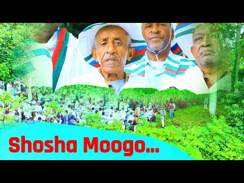 Shosha Moogo Xallee Dubbiyooch Kafi Televizhiino ካፋ ቴሌቪዥን Kaffa Television