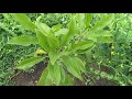 Visita no terreno Parte 4 os outros pés de plantas e depois vai ser todos um por um