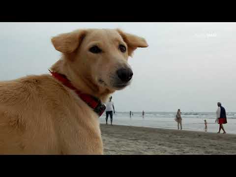 Добрый пес на ветер не лает: собака-улыбака с далеких берегов