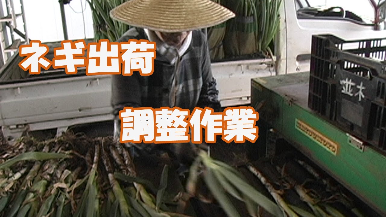 ネギ出荷 調製作業 ／ネギ栽培 機械実演他 - YouTube