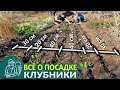 🌿 Всё о посадке клубники по технологии Гордеевых