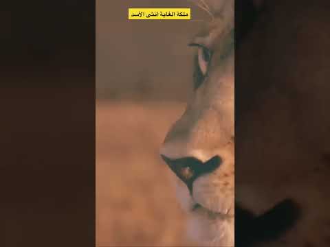 ملكة الغابة أنثى الأسد