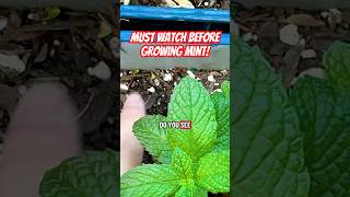 Wish I knew it sooner! Mint is an invasive plant 🪴 #garden #gardening #mint #plants #plant