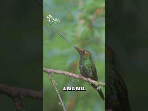 The Bird With a Bill Longer Than Its Body Narrated by David Attenborough