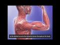 Bones and skeletal muscles  skeletal muscle contractions