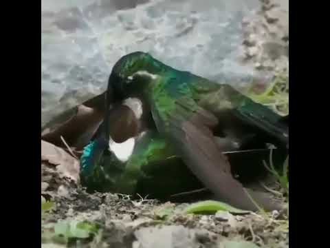 NJOO UPATE TIBA YA KUWAHI KUFIKA KILELENI 255679039663