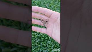 Araña lobo #campo #galicia #animals #nature #wildlife @Campogallego