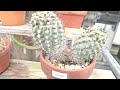 COPIAPOA (NATIVE TO CHILE) CACTUS - FLOWER