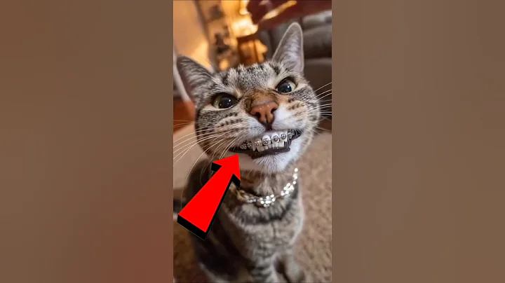 Watch the video about The Most Expensive Cats You’ll Ever See! 🐾 #catlover #expensive #luxurypets