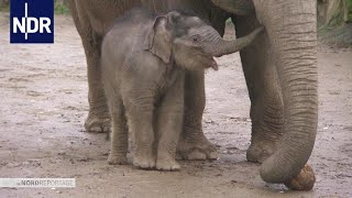 Tierisch durch die Kälte - Einsatz im Winter-Zoo | Die Nordreportage | NDR