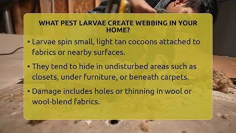 What Pest Larvae Create Webbing In Your Home? - Insects and Invaders