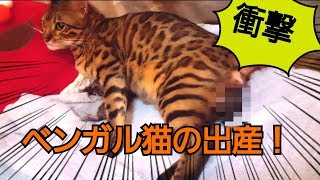Bengal Cat Bell reports birth all over the place!