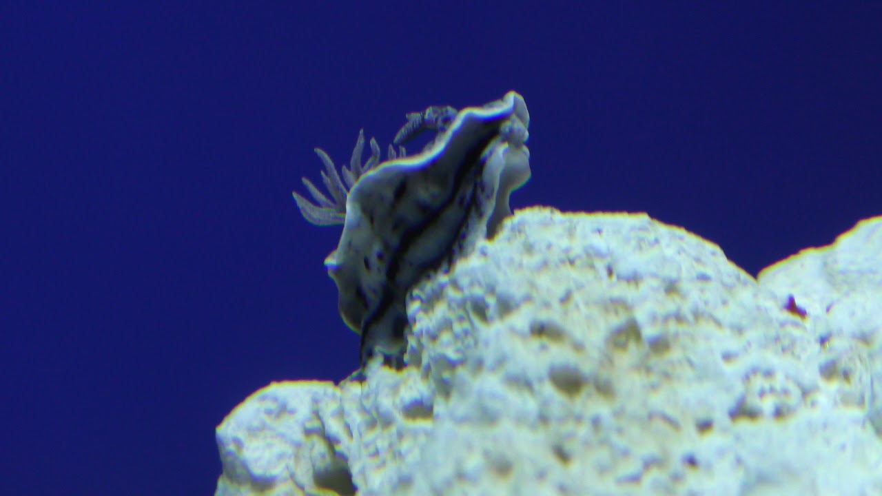 ウミウシ水槽 (サンシャイン水族館) 2018年8月23日 - YouTube
